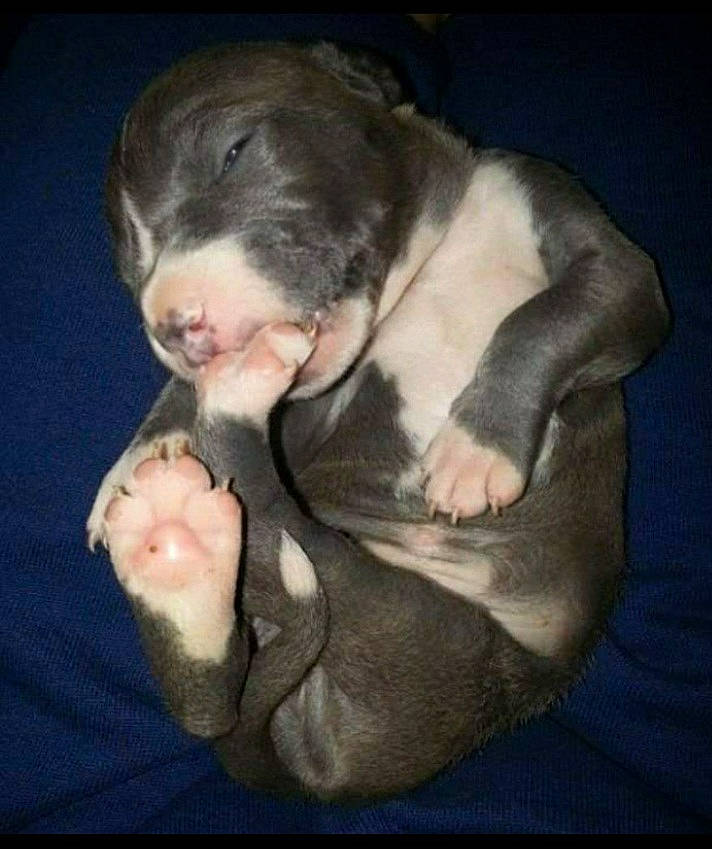 Boogaloo joined the competition — help win amazing prizes! barefoot, canidae, carnivore, comfort, companion_dog, dog, dog_breed, ear, elbow, fawn, foot, fur, gesture, guard_dog, paw, snout, sporting_group, tail, whiskers, wrinkle