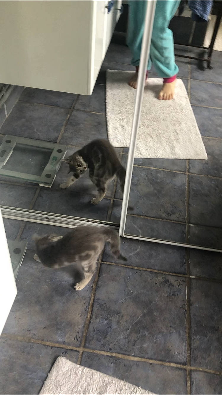 Vanille participe au concours pour gagner de l'argent avec cette photo : carnivore, cat, cleanliness, concrete, felidae, flagstone, floor, flooring, foot, fur, pet_supply, small_to_medium_sized_cats, snapshot, stairs, tile, tile_flooring