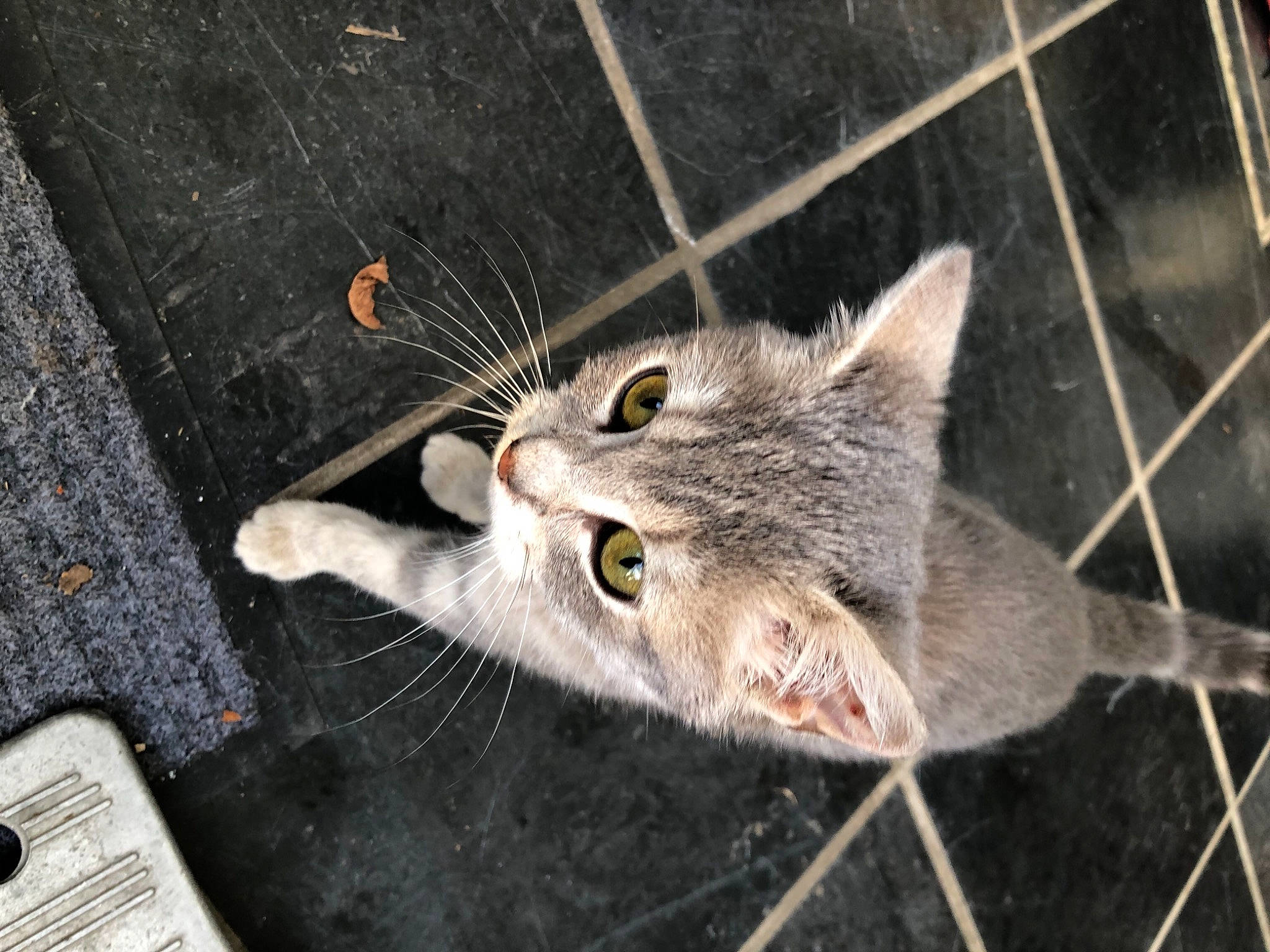 Vanille participe au concours pour gagner de l'argent avec cette photo : animal_shelter, cage, carnivore, cat, domestic_short_haired_cat, felidae, fur, grey, iris, mesh, pet_supply, small_to_medium_sized_cats, snout, tabby_cat, terrestrial_animal, vertebrate, whiskers, wire_fencing