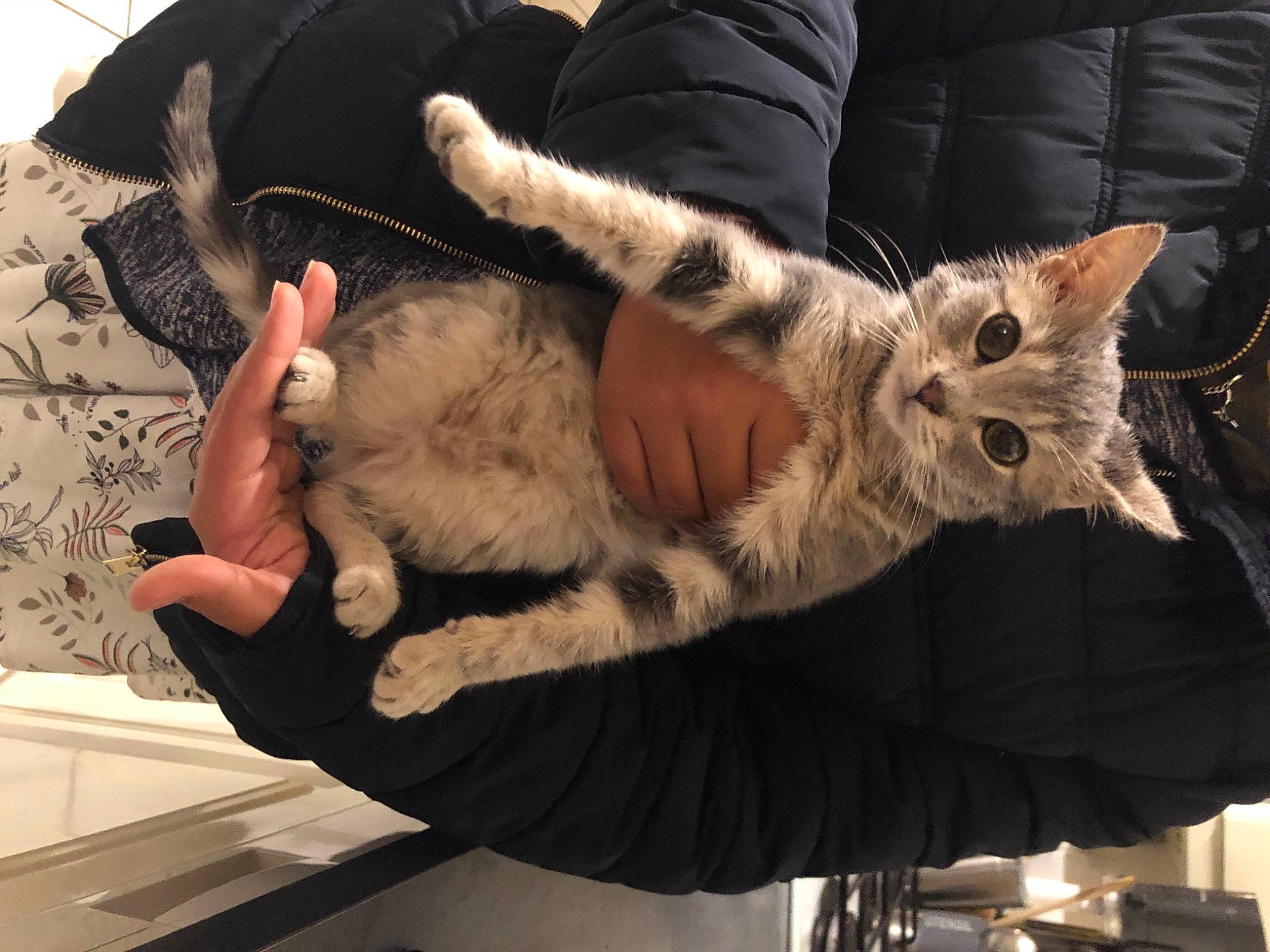 Vanille participe au concours pour gagner de l'argent avec cette photo : animal_product, carnivore, cat, comfort, couch, felidae, fur, nap, natural_material, paw, sleep, small_to_medium_sized_cats, textile, vertebrate, whiskers