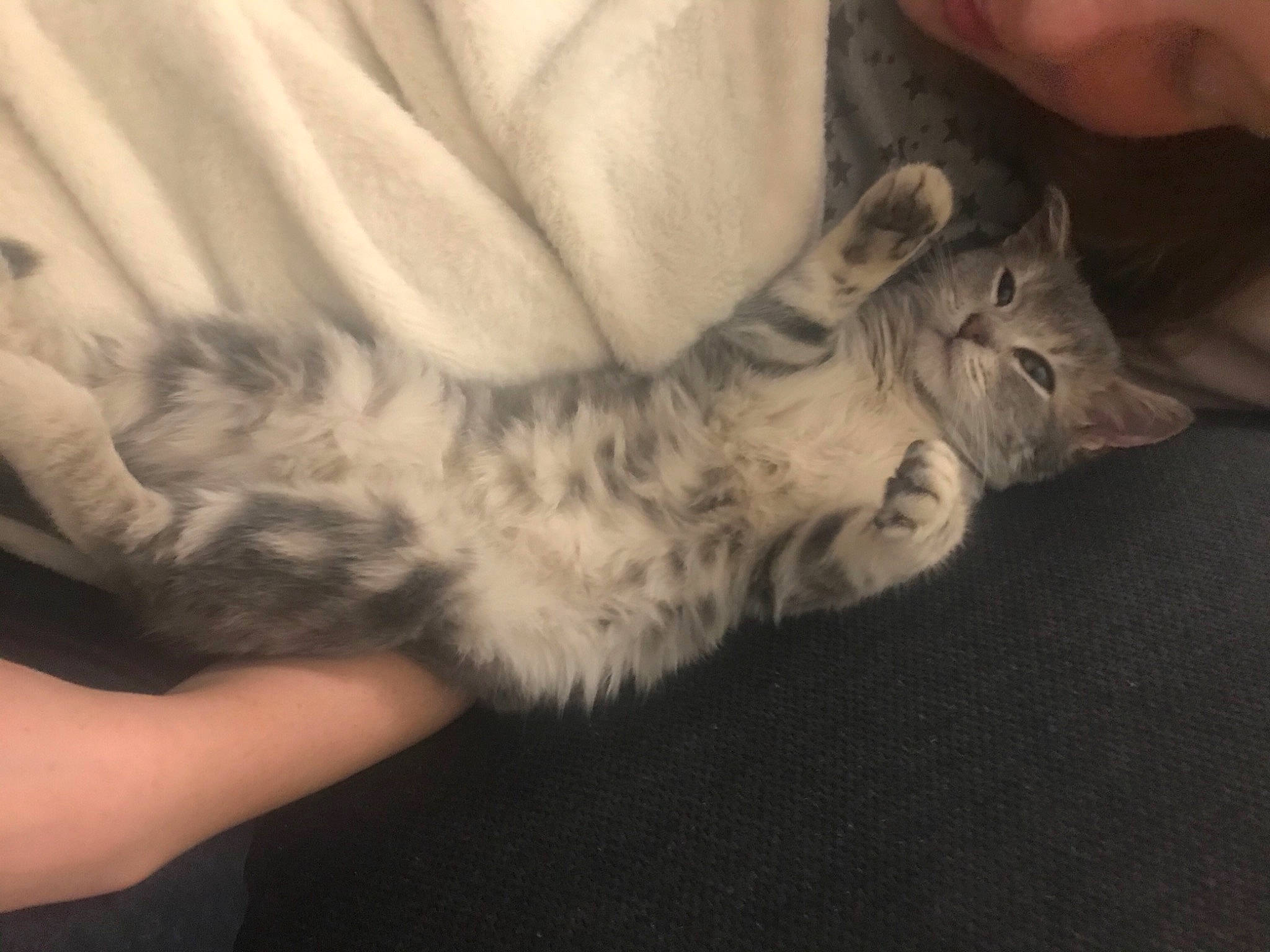 Vanille participe au concours pour gagner de l'argent avec cette photo : carnivore, cat, domestic_short_haired_cat, felidae, finger, flesh, fur, human, nail, skin, small_to_medium_sized_cats, thumb, vertebrate, whiskers