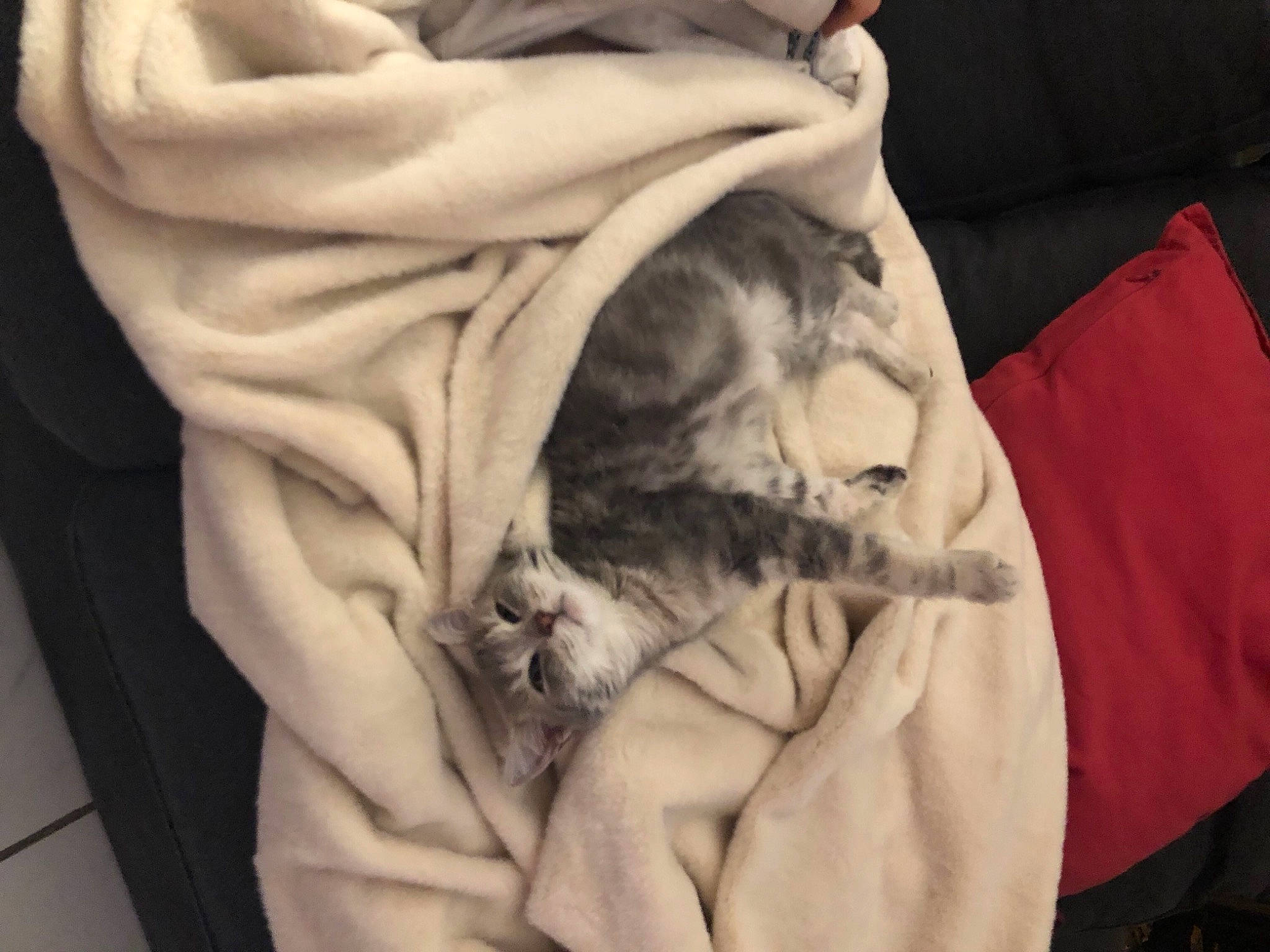 Vanille participe au concours pour gagner de l'argent avec cette photo : blanket, carnivore, cat, cat_bed, comfort, domestic_short_haired_cat, felidae, fur, nap, sleep, small_to_medium_sized_cats, tail, whiskers