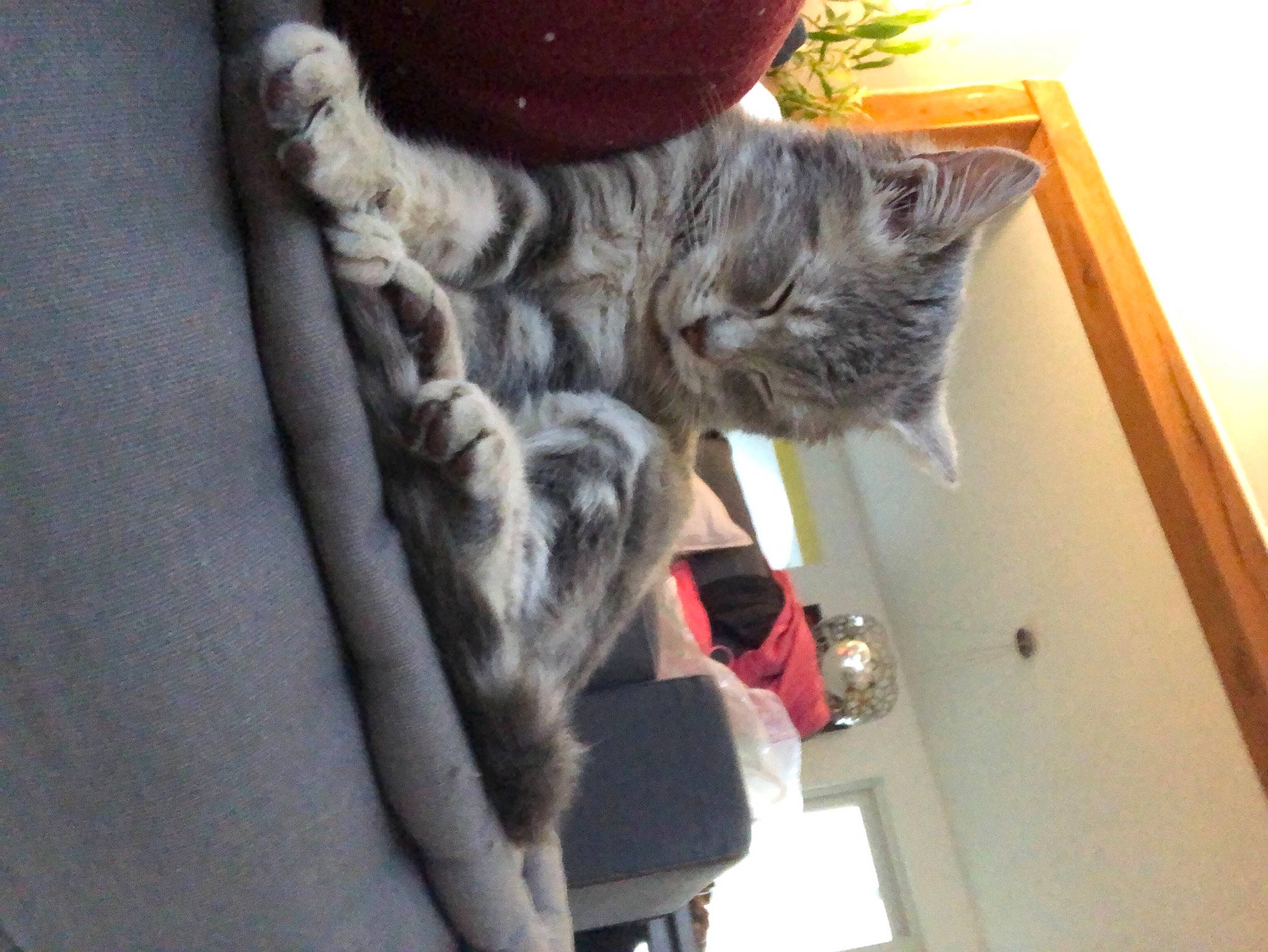 Vanille a rejoint le concours — aidez-le/la à gagner de superbes lots ! carnivore, cat, claw, comfort, felidae, fur, grey, natural_material, paw, small_to_medium_sized_cats, tail, vertebrate, whiskers, wood_stain