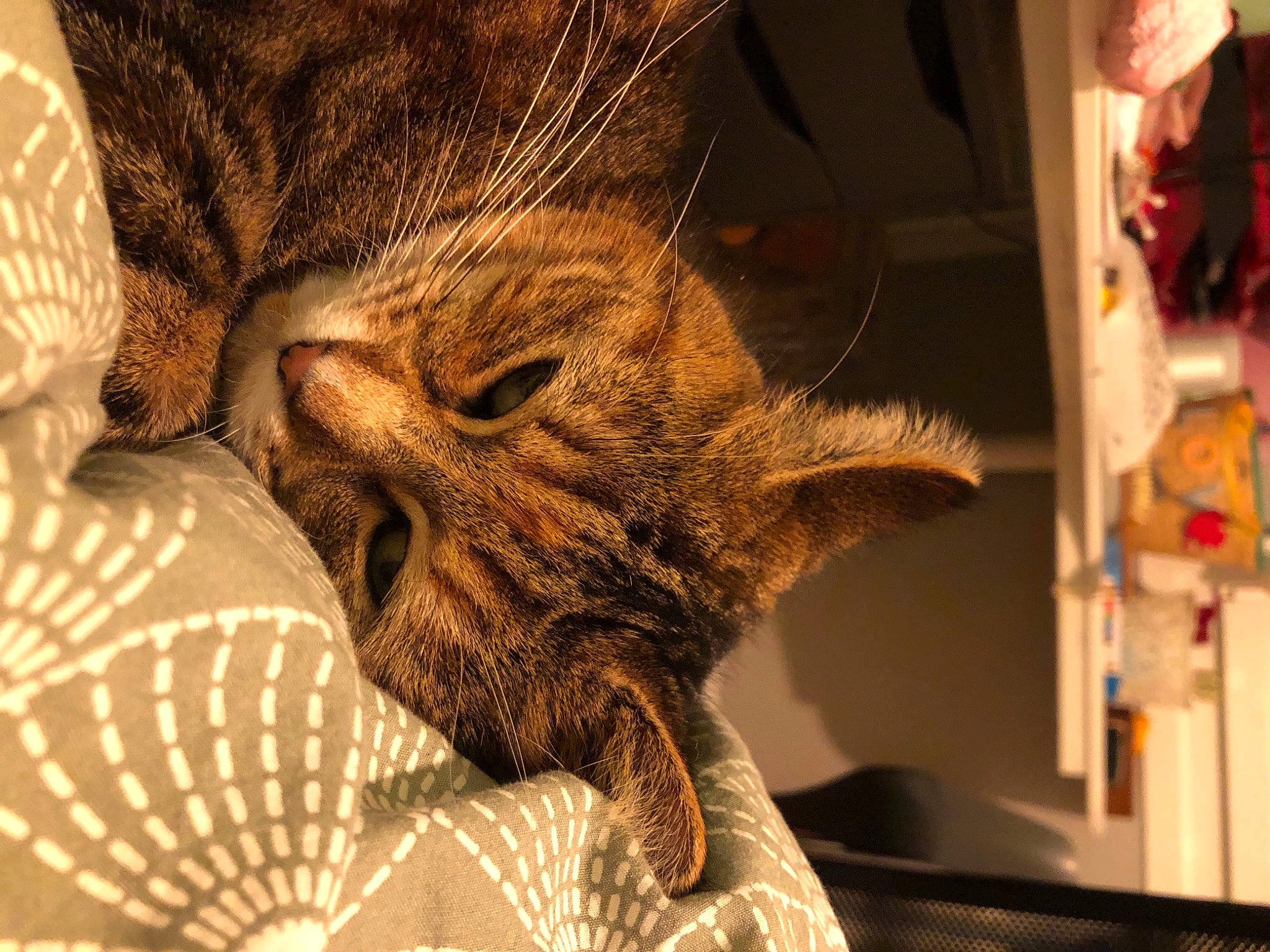 Tartine a rejoint le concours — aidez-le/la à gagner de superbes lots ! big_cats, carnivore, cat, claw, comfort, domestic_short_haired_cat, ear, fawn, felidae, fur, linens, nap, pattern, paw, sleep, small_to_medium_sized_cats, tail, terrestrial_animal, whiskers, wood