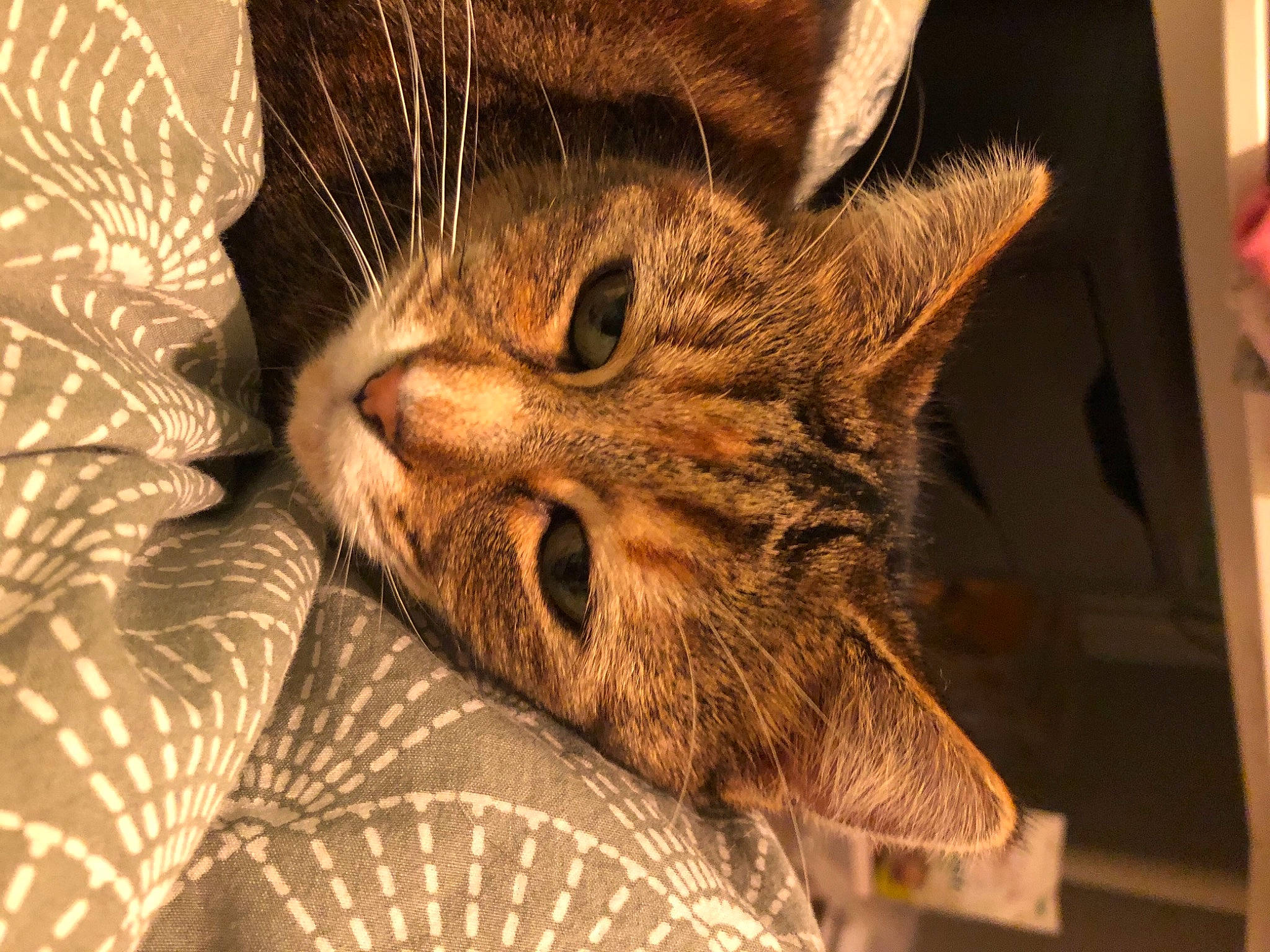 Tartine participe au concours pour gagner de l'argent avec cette photo : carnivore, cat, claw, comfort, domestic_short_haired_cat, ear, eye, felidae, fur, head, pattern, paw, small_to_medium_sized_cats, terrestrial_animal, whiskers, wildlife, wood