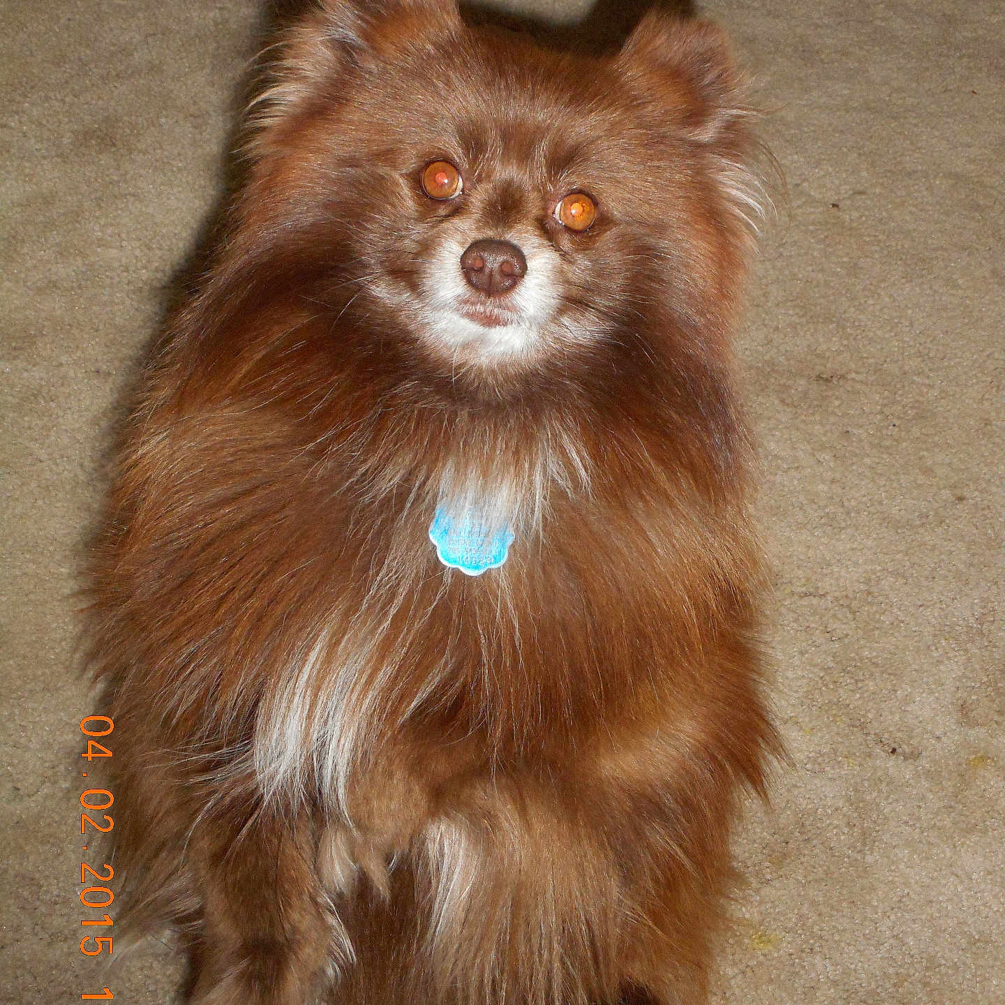 Ewoki joined the competition — help win amazing prizes! animal, brown, canine, carpet, close_up, companion, cute, dog, domestic_animal, ears, fluffy, fur, indoor, looking_at_camera, paw, pet, portrait, sitting, small_dog, tag