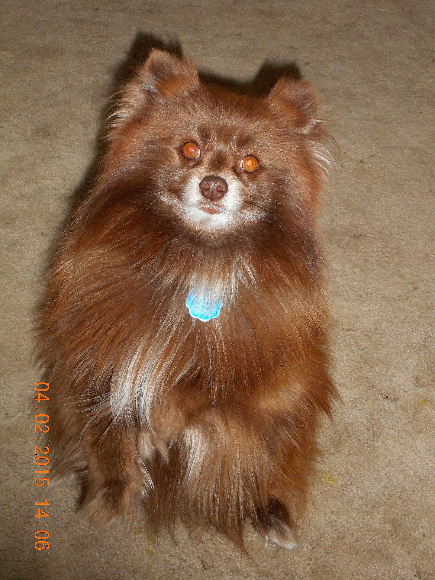 Ewoki joined the competition — help win amazing prizes! dog, brown, fluffy, pet, indoor, carpet, tag, animal, cute, small_dog, fur, portrait, looking_at_camera, domestic_animal, paw, ears, sitting, close_up, companion, canine