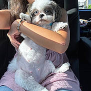 Chanel is registered to the contest to win money with this photo: dog, pet, person, arm, car_interior, seat, sunlight, lap, fur, white_dog, gray_dog, bracelet, casual_clothing, window, seatbelt, indoor, animal, human, holding, cute