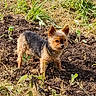 alert, animal, black, brown, canine, daytime, dog, ears, fur, garden, grass, nature, outdoor, pet, plants, small_dog, soil, standing, sunlight, yard