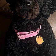Tara joined the competition — help win amazing prizes! animal, attention, black_dog, close_up, collar, companion, curly_fur, cute, dog, domestic_animal, fluffy, fur_texture, indoor, leather_couch, pet, pink_collar, portrait, sitting, tag, yellow_tag