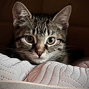 Warlock joined the competition — help win amazing prizes! animal, cat, close_up, cozy, curious, ears, fabric, face, feline, indoor, kitten, pet, portrait, quilt, resting, soft_light, tabby, texture, whiskers, young