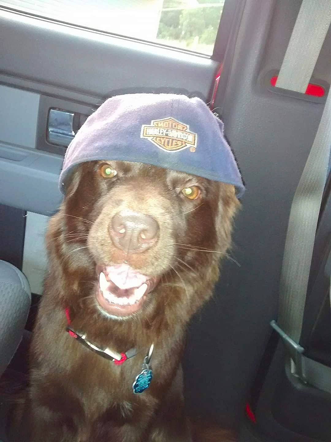 Ladybird joined the competition — help win amazing prizes! beard, canidae, car, car_seat, carnivore, companion_dog, dog, dog_breed, door, fur, hat, jaw, liver, smile, snout, sporting_group, vehicle, vehicle_door, whiskers, working_animal