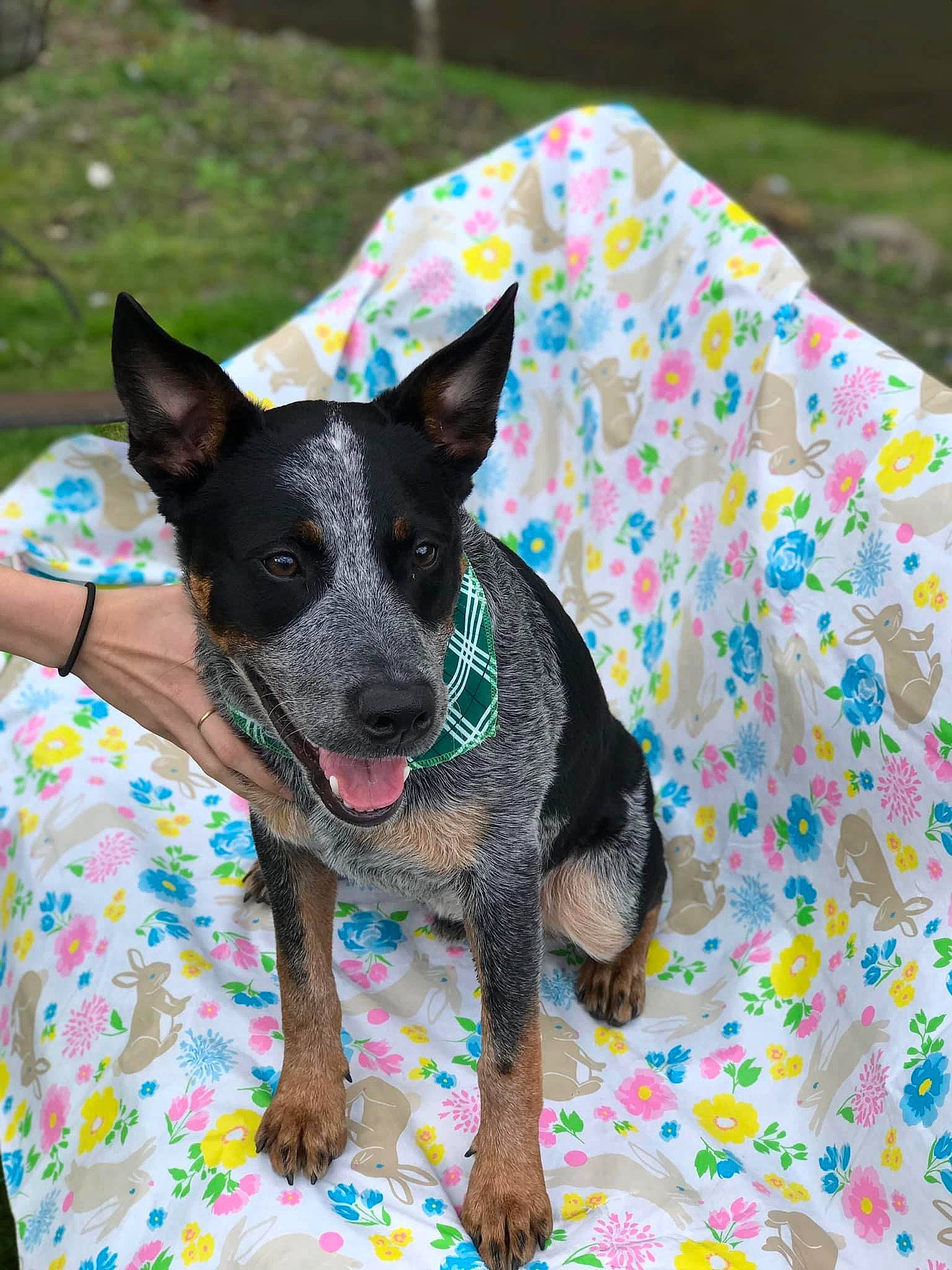 Huckleberry Finn is registered to the contest to win money with this photo: australian_stumpy_tail_cattle_dog, canidae, carnivore, collar, companion_dog, dog, dog_breed, dog_collar, dog_supply, fashion_accessory, grass, herding_dog, mammal, pattern, snout, sporting_group, terrestrial_animal, toy_dog, working_animal, working_dog