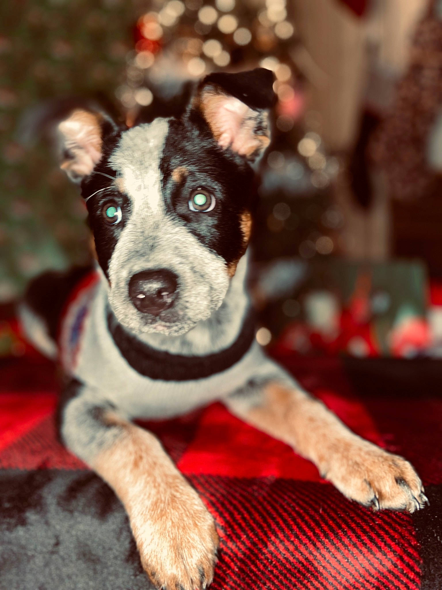 Huckleberry Finn is registered to the contest to win money with this photo: canidae, carmine, carnivore, collar, companion_dog, dog, dog_breed, dog_collar, dog_supply, event, fawn, fur, non_sporting_group, puppy, snout, sporting_group, terrier, whiskers, working_animal, working_dog