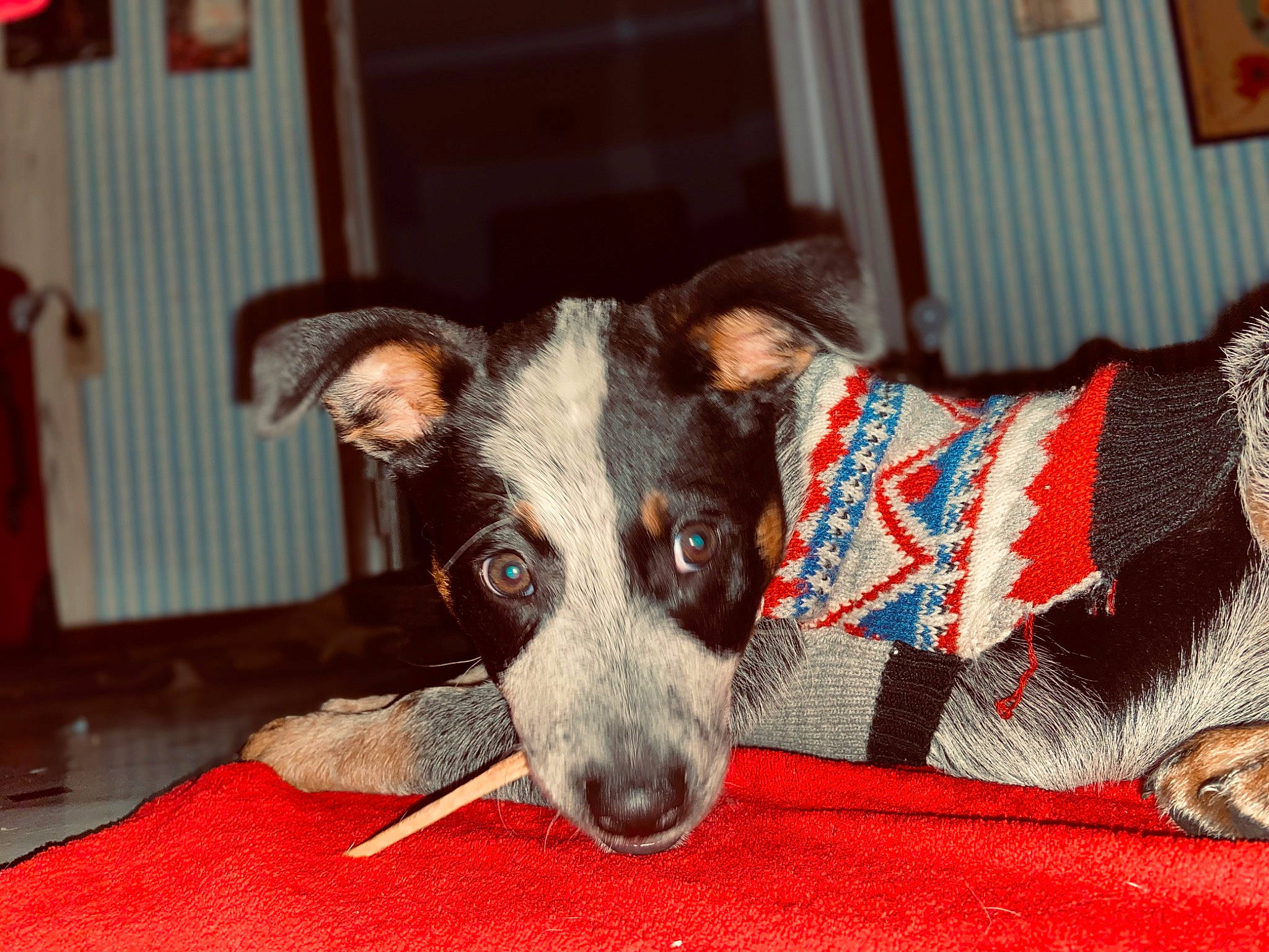 Huckleberry Finn is registered to the contest to win money with this photo: canidae, carnivore, collar, comfort, companion_dog, dog, dog_breed, dog_supply, fawn, fur, non_sporting_group, paw, snout, sporting_group, terrestrial_animal, whiskers, working_animal