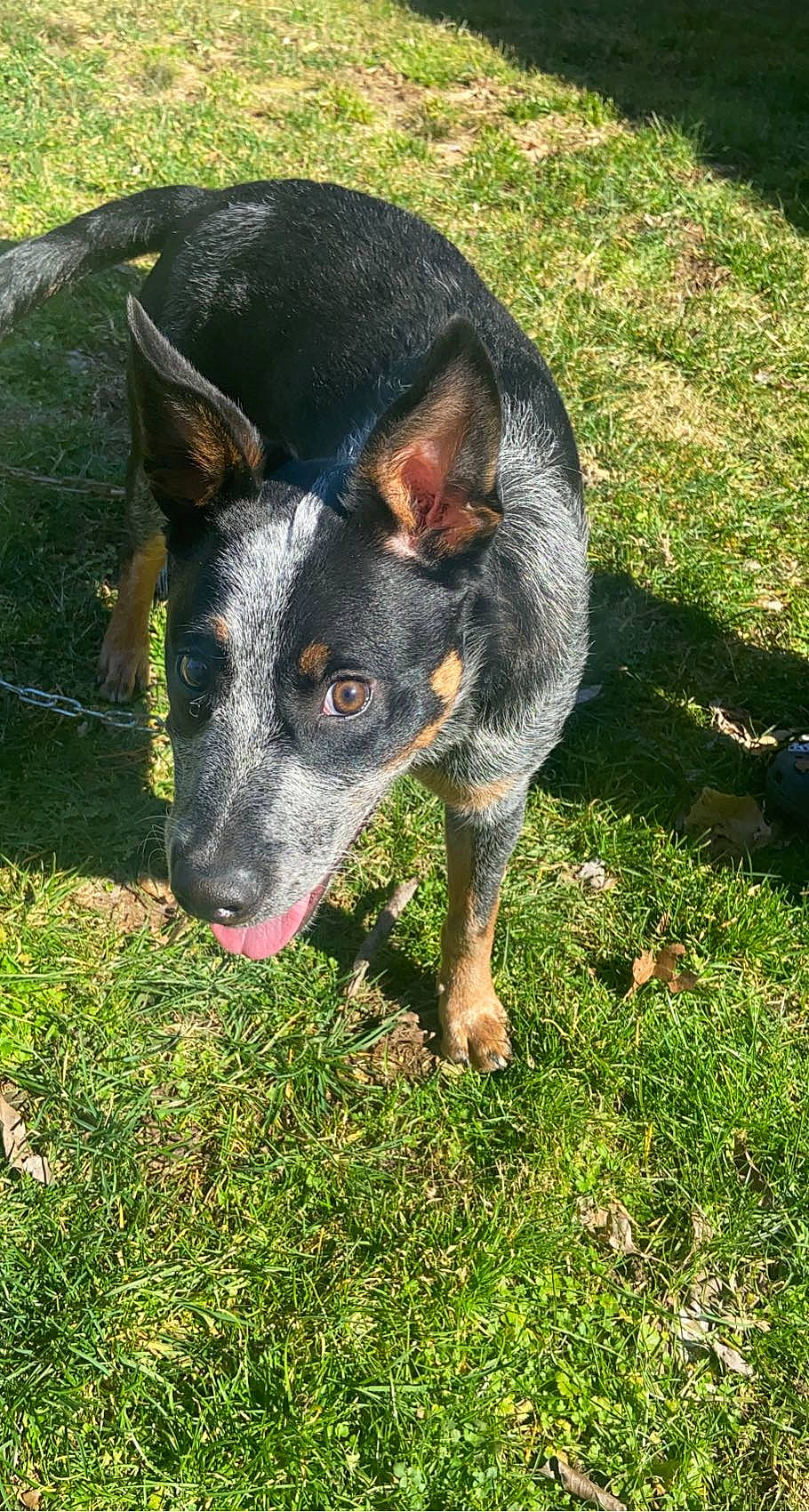 Huckleberry Finn is registered to the contest to win money with this photo: canidae, carnivore, companion_dog, dog, dog_breed, grass, guard_dog, herding_dog, hunting_dog, plant, snout, sporting_group, terrestrial_animal, terrestrial_plant, whiskers, working_animal, working_dog