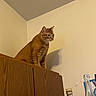 Danny joined the competition — help win amazing prizes! cat, orange_tabby, wooden_cabinet, indoor, shadow, beige_wall, glass_bottles, curious, pet, feline, sitting, domestic_animal, furniture, still_life, household, animal, curiosity, quiet, calm, looking