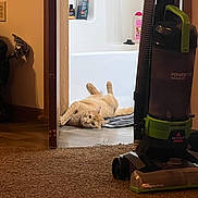 Danny joined the competition — help win amazing prizes! cat, orange_cat, bathroom, vacuum_cleaner, floor, carpet, doorway, relaxed, domestic, pet, home, tile_floor, household, curious, indoor, object, cleaning, appliance, mat, wall
