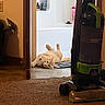 cat, orange_cat, bathroom, vacuum_cleaner, floor, carpet, doorway, relaxed, domestic, pet, home, tile_floor, household, curious, indoor, object, cleaning, appliance, mat, wall