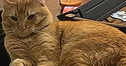 Danny joined the competition — help win amazing prizes! cat, ginger_cat, indoor, furniture, table, candle, relaxed, pet, fur, cozy, resting, orange, whiskers, animal, domestic, soft, closeup, laying_down, home, comfortable
