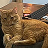 cat, ginger_cat, indoor, furniture, table, candle, relaxed, pet, fur, cozy, resting, orange, whiskers, animal, domestic, soft, closeup, laying_down, home, comfortable