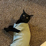 Sweeney Todd is registered to the contest to win money with this photo: animal, black_cat, carpet, cat, clothing, curious, cute, domestic_animal, feline, floor, fur, indoor, lying_down, pet, playful, portrait, resting, shirt, texture, wide_eyes
