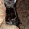 animal, black_cat, cat, closeup, companion, couch, cozy, cute, domestic_animal, ears, feline, furniture, indoor, patterned, paw, pet, relaxing, resting, sleeping, whiskers