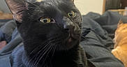 Sweeney Todd is registered to the contest to win money with this photo: background, bed, black_cat, blanket, cat, close_up, cozy, curious, domestic_animal, ears, eyes, feline, indoor, living_room, orange_cat, pet, resting, soft_lighting, television, whiskers