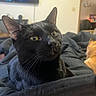 background, bed, black_cat, blanket, cat, close_up, cozy, curious, domestic_animal, ears, eyes, feline, indoor, living_room, orange_cat, pet, resting, soft_lighting, television, whiskers