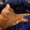 animal, black_cat, blanket, cat, cats, comfort, companion, cozy, cute, friendship, fur, ginger_cat, home, indoor, paw, pet, relaxation, resting, sleeping, snuggling