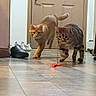Toaster Strudel is registered to the contest to win money with this photo: animal, cat, cats, curious, domestic_cat, door, feline, floor, hallway, home, indoor, motion_blur, orange_cat, pets, play, shoes, tabby_cat, tile_floor, toy, walking