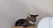Toaster Strudel is registered to the contest to win money with this photo: animal, cat, curious, domestic, feline, fur, furniture, golden_accent, household_item, indoor, lamp, light_wall, modern_lamp, pet, quiet, relaxed, resting, tabby_cat, white_globes, wooden_cabinet