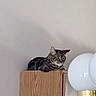 animal, cat, curious, domestic, feline, fur, furniture, golden_accent, household_item, indoor, lamp, light_wall, modern_lamp, pet, quiet, relaxed, resting, tabby_cat, white_globes, wooden_cabinet