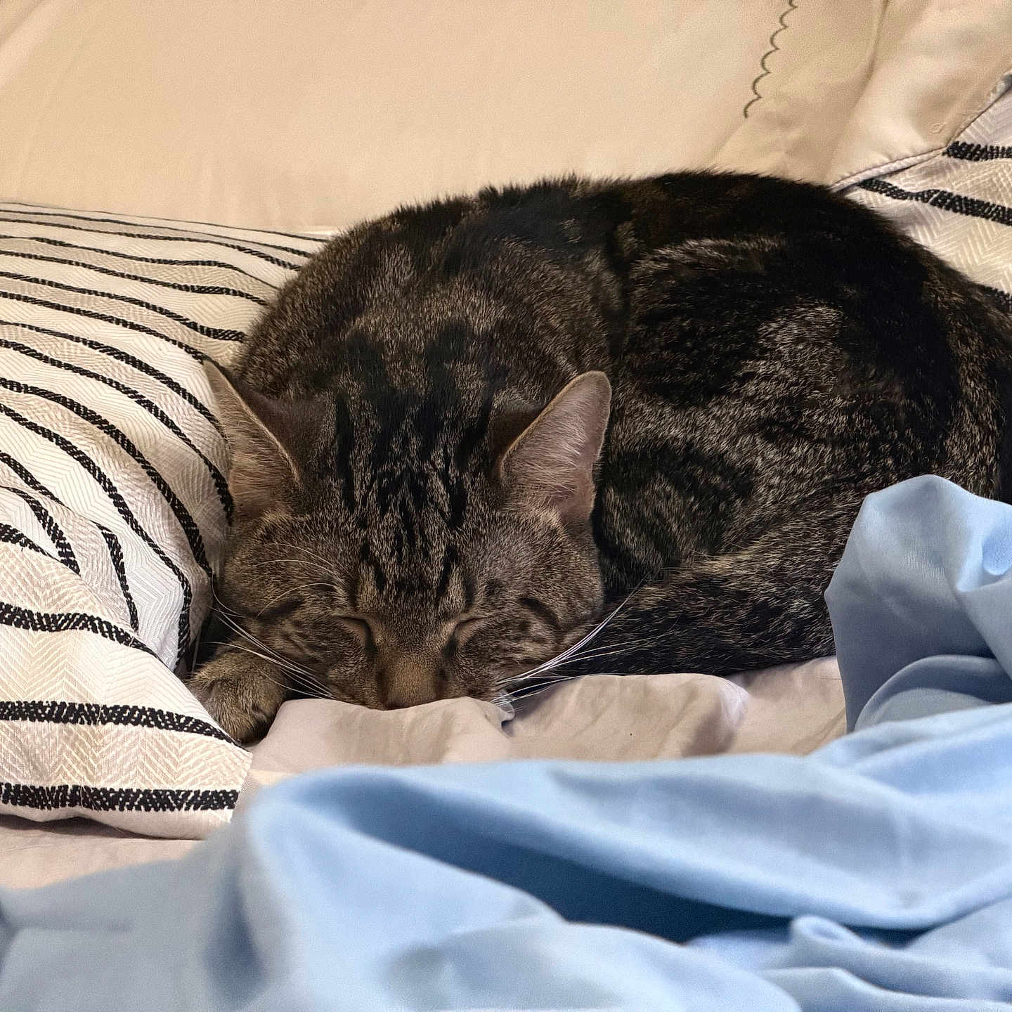 Toaster Strudel joined the competition — help win amazing prizes! animal, bed, blanket, blue_blanket, cat, comfort, cozy, cute, domestic_cat, feline, fur, indoor, pet, pillow, relaxation, resting, sleeping, striped_pillow, tabby_cat, whiskers