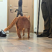 Toaster Strudel joined the competition — help win amazing prizes! animal, cane, cat, door, door_handle, feline, floor, home, indoor, jumping, legs, light_switch, orange_cat, paws, person, shoes, stretching, tabby_cat, tile_floor, wall