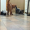 Toaster Strudel is registered to the contest to win money with this photo: animal, cat, crouching, door, door_handle, floor, furniture_leg, home, household, indoor, light, orange_cat, pet, playful, shadow, shoes, standing, tabby_cat, tail, tiles