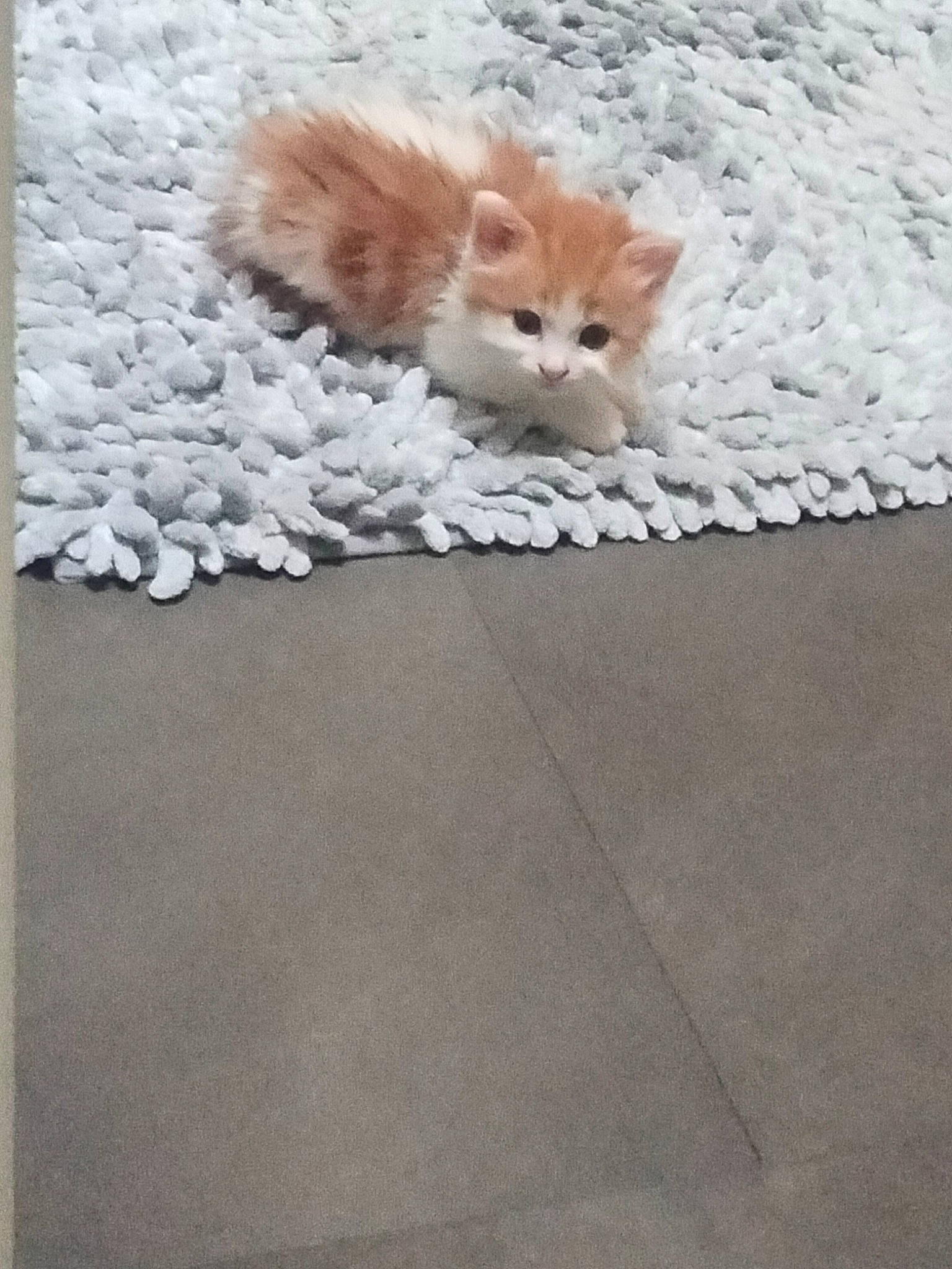 Noisette a rejoint le concours — aidez-le/la à gagner de superbes lots ! box, carnivore, cat, companion_dog, domestic_short_haired_cat, fawn, felidae, floor, flooring, fur, grey, pattern, paw, road_surface, sidewalk, small_to_medium_sized_cats, snout, tail, whiskers, wood