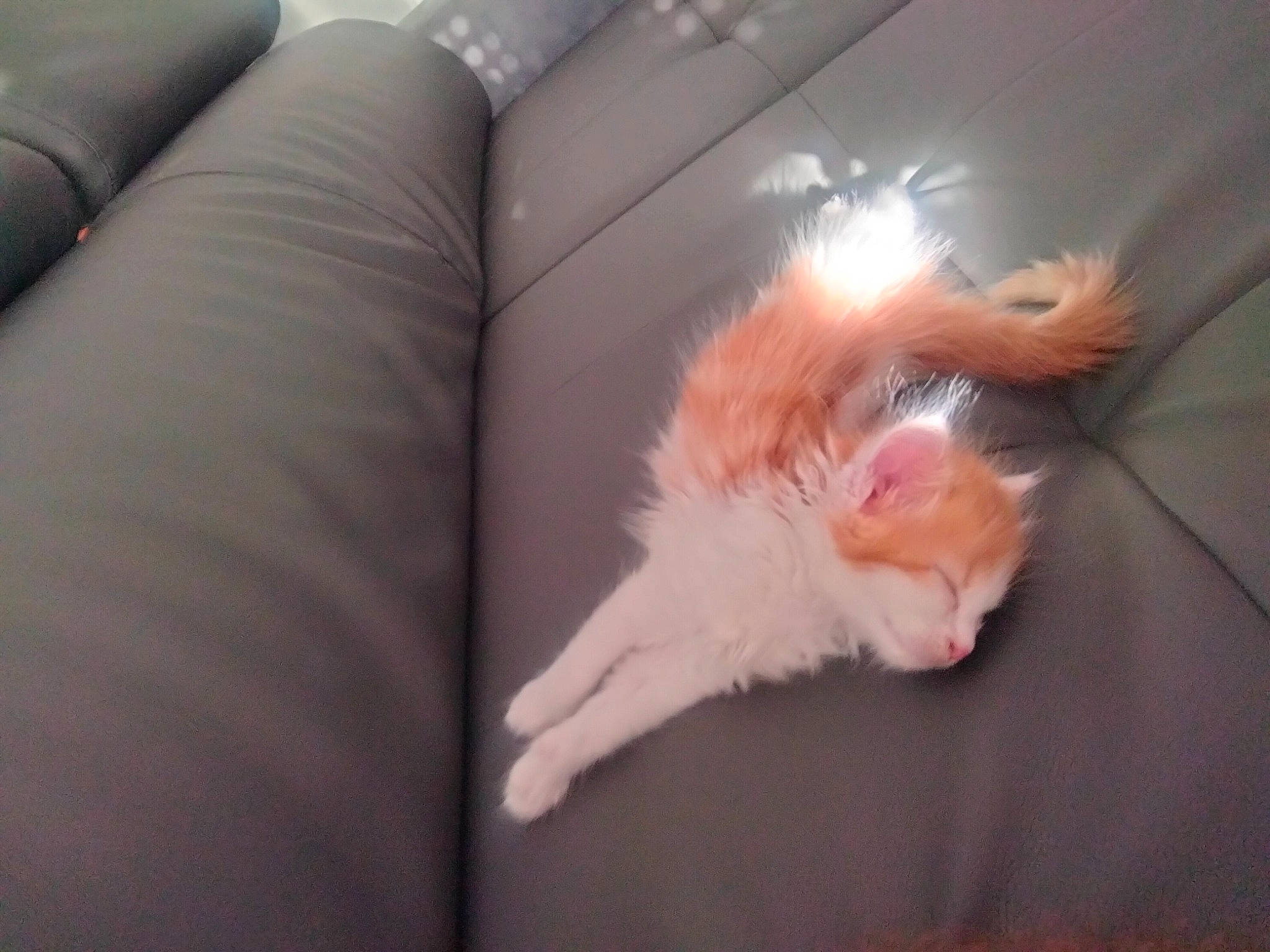 Noisette participe au concours pour gagner de l'argent avec cette photo : canidae, carnivore, cat, claw, comfort, companion_dog, couch, dog_breed, felidae, foot, fur, human_leg, paw, room, small_to_medium_sized_cats, snout, sporting_group, tail, whiskers, wood