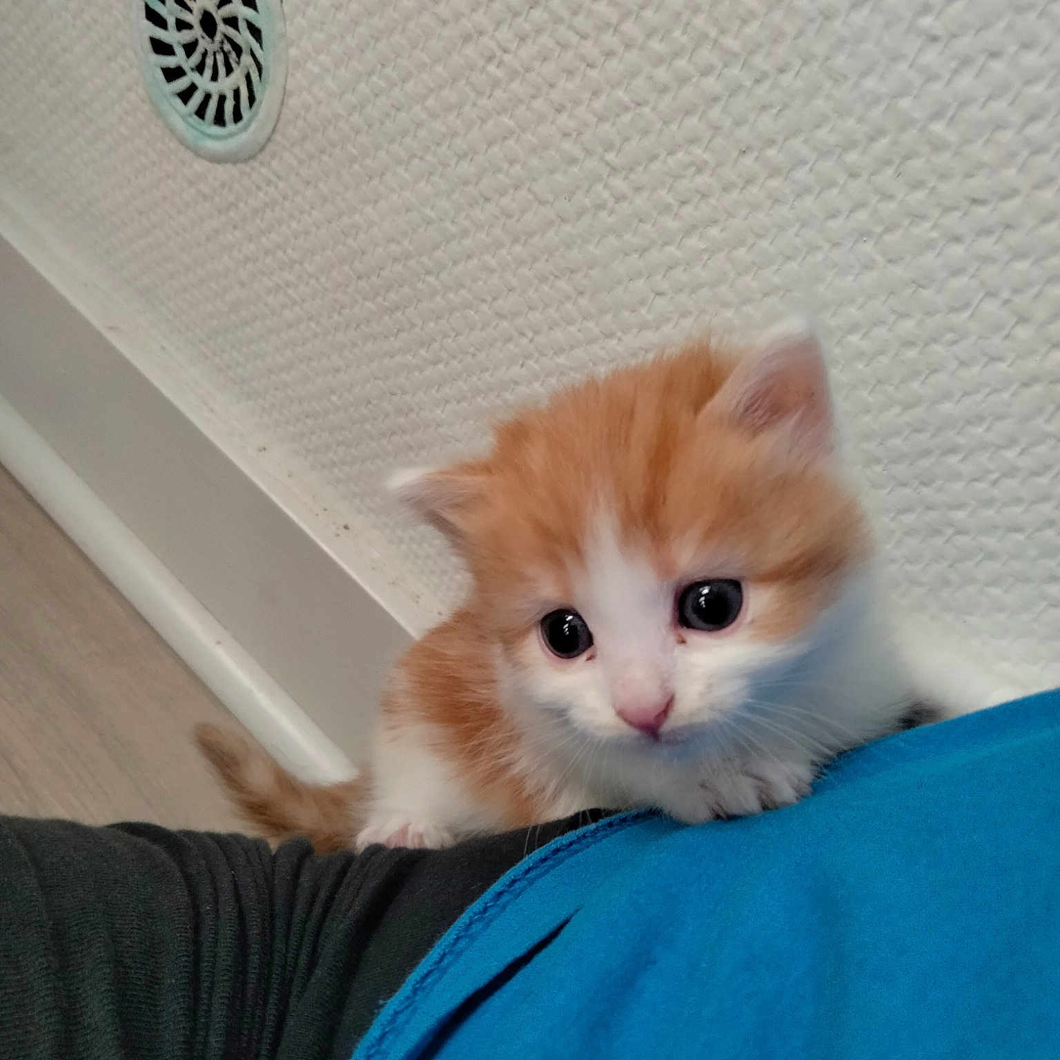 Noisette
