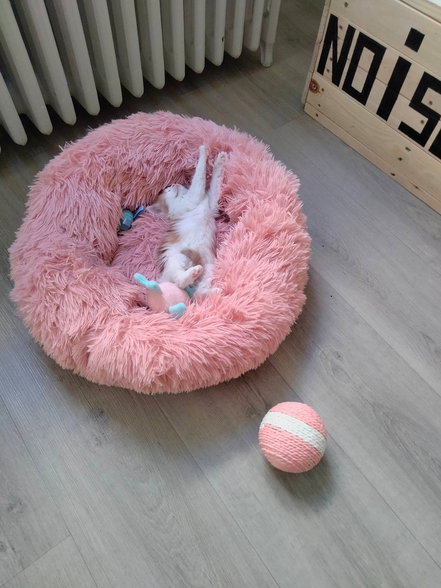 Noisette participe au concours pour gagner de l'argent avec cette photo : ball, carnivore, cat_bed, cat_supply, circle, comfort, companion_dog, dog, dog_bed, dog_breed, dog_supply, fawn, flooring, fur, hardwood, pet_supply, pink, product, wood, wool