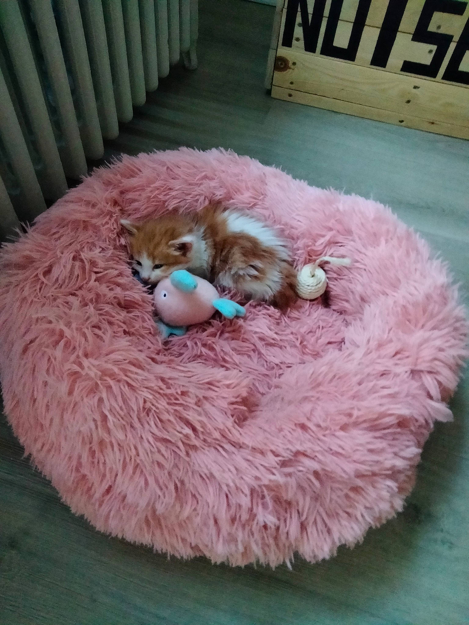 Noisette participe au concours pour gagner de l'argent avec cette photo : canidae, carnivore, companion_dog, crochet, dog_breed, dog_supply, fashion_accessory, fawn, fur, hat, magenta, natural_material, pet_supply, pink, plush, sporting_group, stuffed_toy, toy, wool, woolen