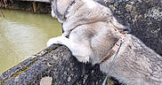 Ricky a rejoint le concours — aidez-le/la à gagner de superbes lots ! animal, canine, curious, dog, fence, grass, husky, landscape, leash, moss, nature, outdoor, overcast, park, pet, pond, stone_wall, trees, water, winter
