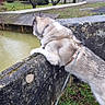 dog, husky, leash, stone_wall, pond, water, grass, trees, outdoor, nature, curious, canine, park, fence, winter, overcast, animal, pet, moss, landscape