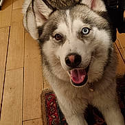 Ricky a rejoint le concours — aidez-le/la à gagner de superbes lots ! animal, blue_eye, brown_eye, canine, closeup, collar, dog, ears, friendly, fur, happy, heterochromia, husky, indoor, panting, pet, rug, smiling, tongue, wooden_floor