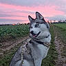 Ricky a rejoint le concours — aidez-le/la à gagner de superbes lots ! animal, blue_eyes, canine, clouds, dog, ears, field, grass, harness, landscape, leash, muzzle, nature, outdoor, path, pet, siberian_husky, sitting, sky, sunset