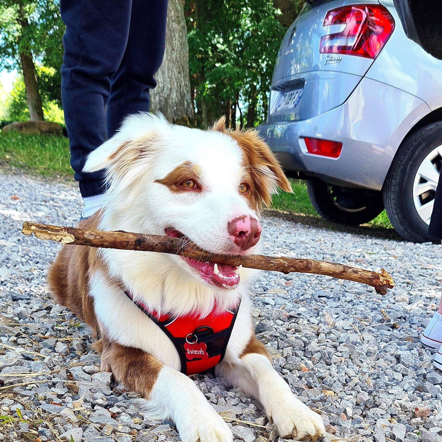 Swanah a rejoint le concours — aidez-le/la à gagner de superbes lots ! automotive_design, automotive_exterior, automotive_lighting, automotive_tire, car, carnivore, collar, companion_dog, dog, dog_breed, fawn, fender, hubcap, motor_vehicle, plant, tire, vehicle, vehicle_door, vehicle_registration_plate, wheel