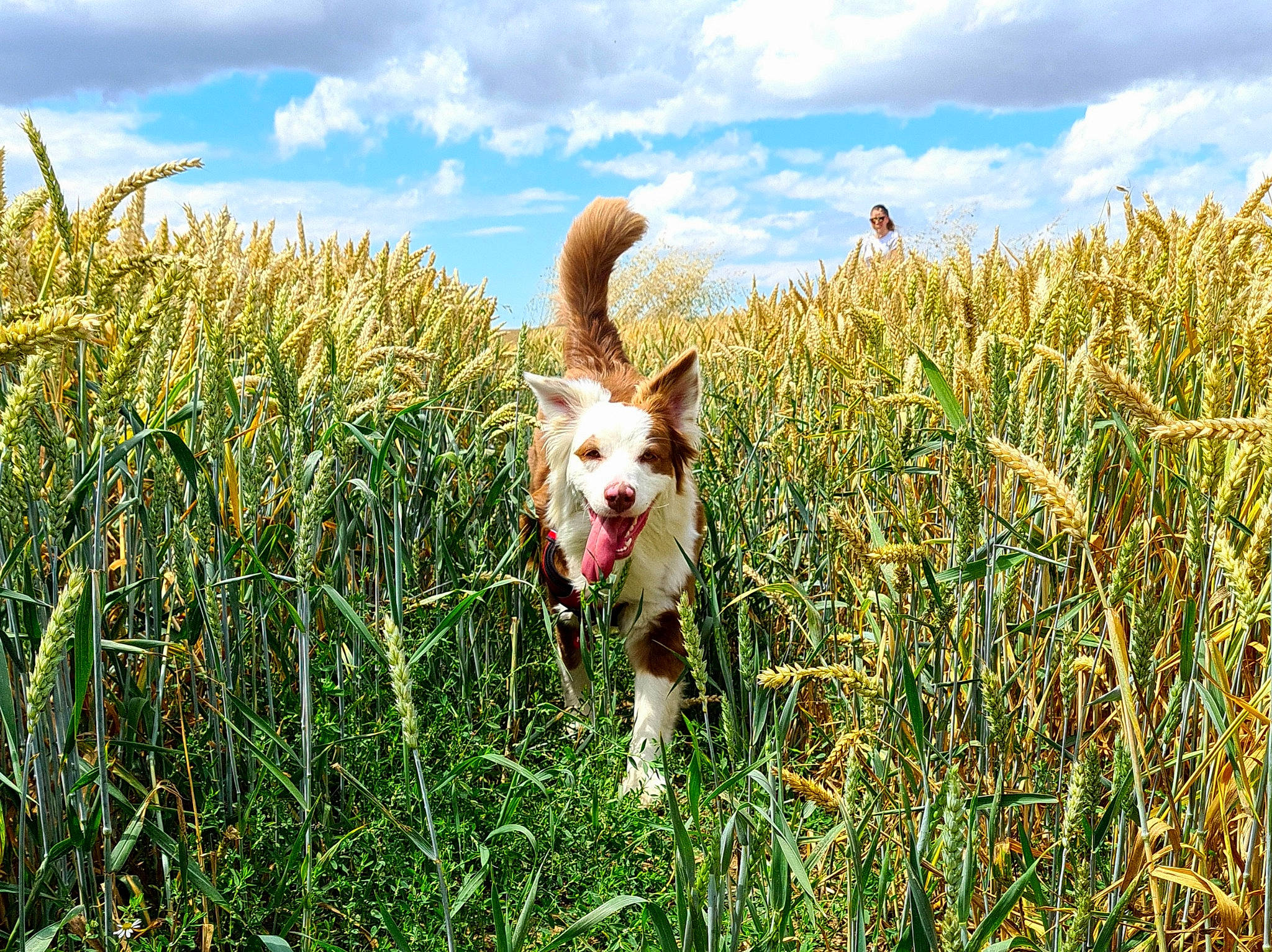 Swanah a rejoint le concours — aidez-le/la à gagner de superbes lots ! agriculture, carnivore, cloud, companion_dog, dog, dog_breed, field, flowering_plant, grass, grassland, happy, herbaceous_plant, meadow, natural_landscape, pasture, people_in_nature, plant, prairie, sky, steppe
