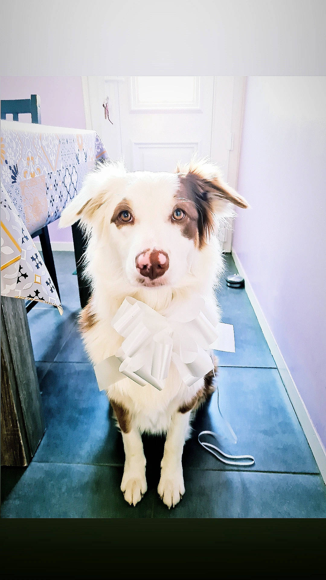 Swanah participe au concours pour gagner de l'argent avec cette photo : canidae, carnivore, collar, companion_dog, dog, dog_breed, dog_supply, fawn, floor, flooring, fur, happy, pet_supply, snout, sporting_group, stairs, toy_dog, whiskers, working_animal, working_dog