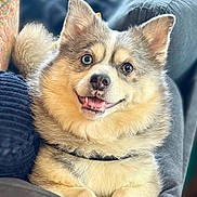 Rosie is registered to the contest to win money with this photo: dog, smiling, fluffy, couch, indoor, pet, happy, fur, canine, relaxed, portrait, animal, paws, ears, closeup, comfortable, domestic, friendly, living_room, cute