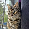 Wiwi is registered to the contest to win money with this photo: animal, blurred_background, cat, closeup, cozy, curious, domestic_cat, eyes, feline, fur, hair, indoor, pet, portrait, sitting, soft_light, tabby, whiskers, window, young_cat